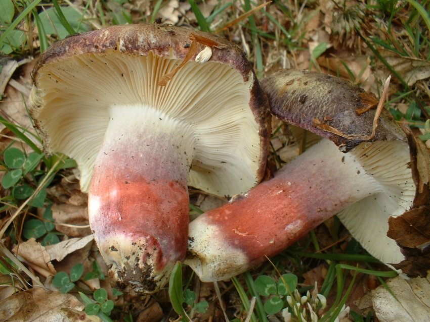 russula da determinare